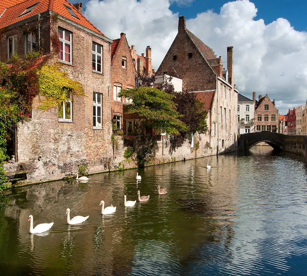 Zwanen op een Brugse rei met een stenen brug op de achtergrond